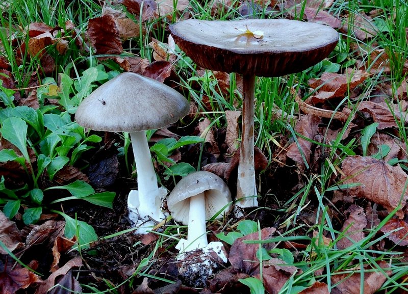 fungo da determinare 1